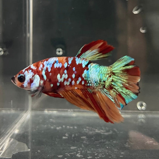the-fish-farm Premium Male Betta Galaxy Koi Premium Male Betta - One Only - 18 Find a range of Galaxy Koi Male Bettas at The Fish Farm Australia