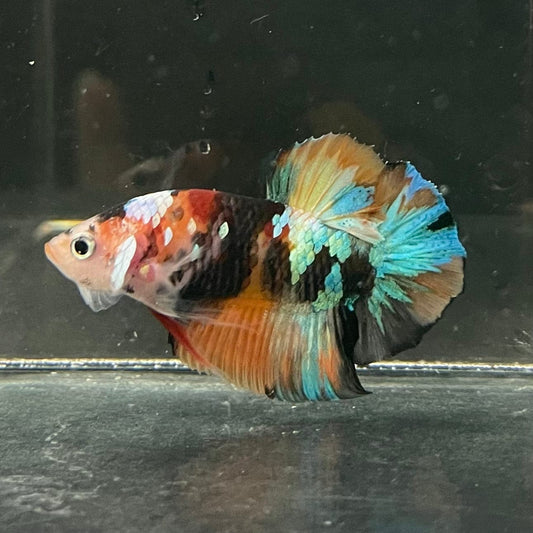 the-fish-farm Premium Male Betta Galaxy Koi Premium Male Betta - One Only - 2 Find a range of Galaxy Koi Male Bettas at The Fish Farm Australia