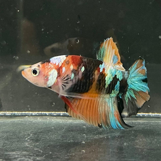 the-fish-farm Premium Male Betta Galaxy Koi Premium Male Betta - One Only - 2 Find a range of Galaxy Koi Male Bettas at The Fish Farm Australia