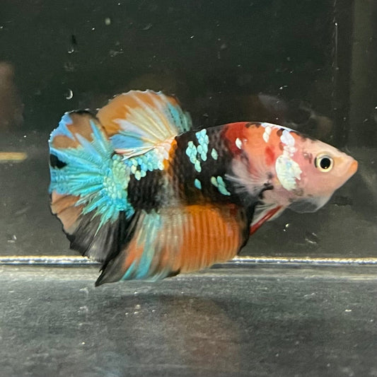 the-fish-farm Premium Male Betta Galaxy Koi Premium Male Betta - One Only - 2 Find a range of Galaxy Koi Male Bettas at The Fish Farm Australia