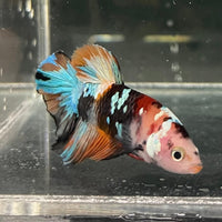 the-fish-farm Premium Male Betta Galaxy Koi Premium Male Betta - One Only - 2 Find a range of Galaxy Koi Male Bettas at The Fish Farm Australia