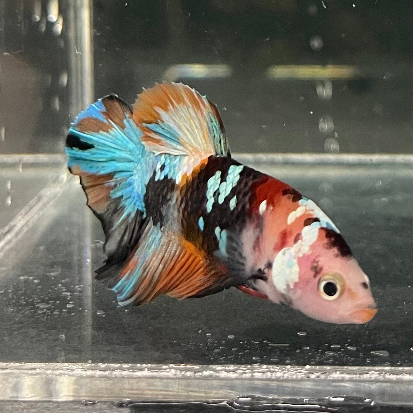 the-fish-farm Premium Male Betta Galaxy Koi Premium Male Betta - One Only - 2 Find a range of Galaxy Koi Male Bettas at The Fish Farm Australia