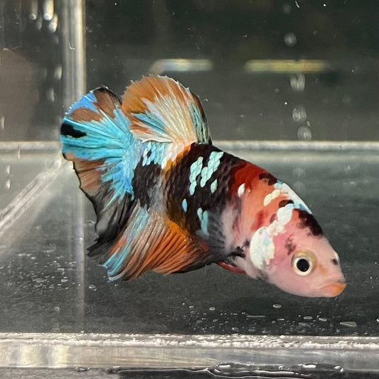 the-fish-farm Premium Male Betta Galaxy Koi Premium Male Betta - One Only - 2 Find a range of Galaxy Koi Male Bettas at The Fish Farm Australia