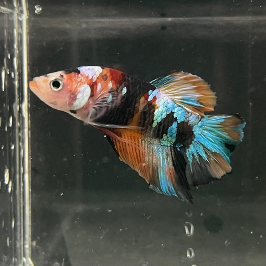 the-fish-farm Premium Male Betta Galaxy Koi Premium Male Betta - One Only - 2 Find a range of Galaxy Koi Male Bettas at The Fish Farm Australia