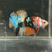 the-fish-farm Premium Male Betta Galaxy Koi Premium Male Betta - One Only - 2 Find a range of Galaxy Koi Male Bettas at The Fish Farm Australia