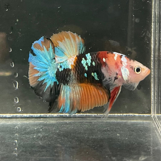 the-fish-farm Premium Male Betta Galaxy Koi Premium Male Betta - One Only - 2 Find a range of Galaxy Koi Male Bettas at The Fish Farm Australia