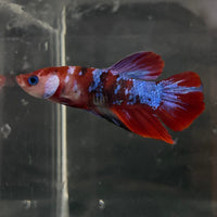 the-fish-farm Premium Male Betta Galaxy Koi Premium Male Betta - One Only - 2 Find a range of Galaxy Koi Male Bettas at The Fish Farm Australia