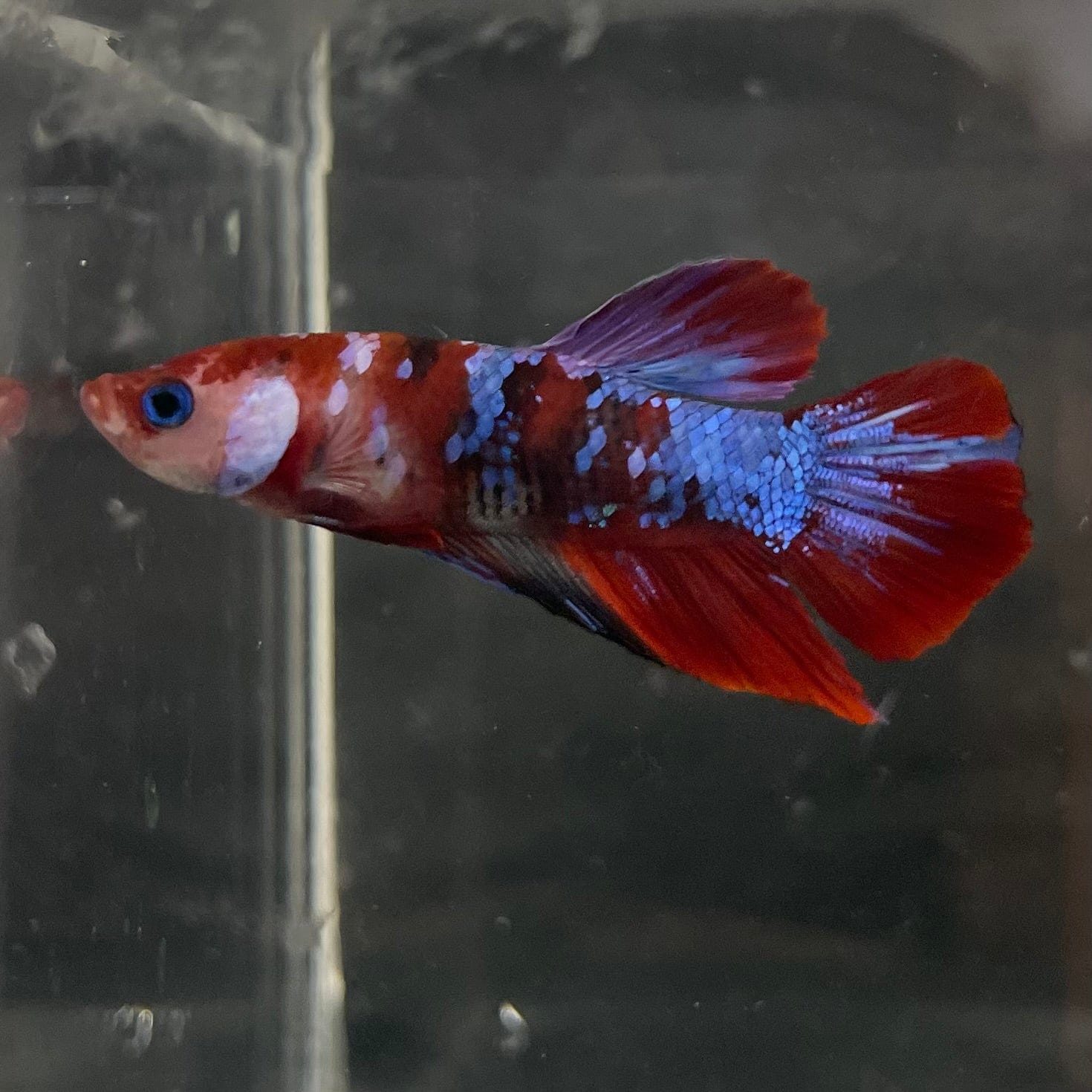 the-fish-farm Premium Male Betta Galaxy Koi Premium Male Betta - One Only - 2 Find a range of Galaxy Koi Male Bettas at The Fish Farm Australia