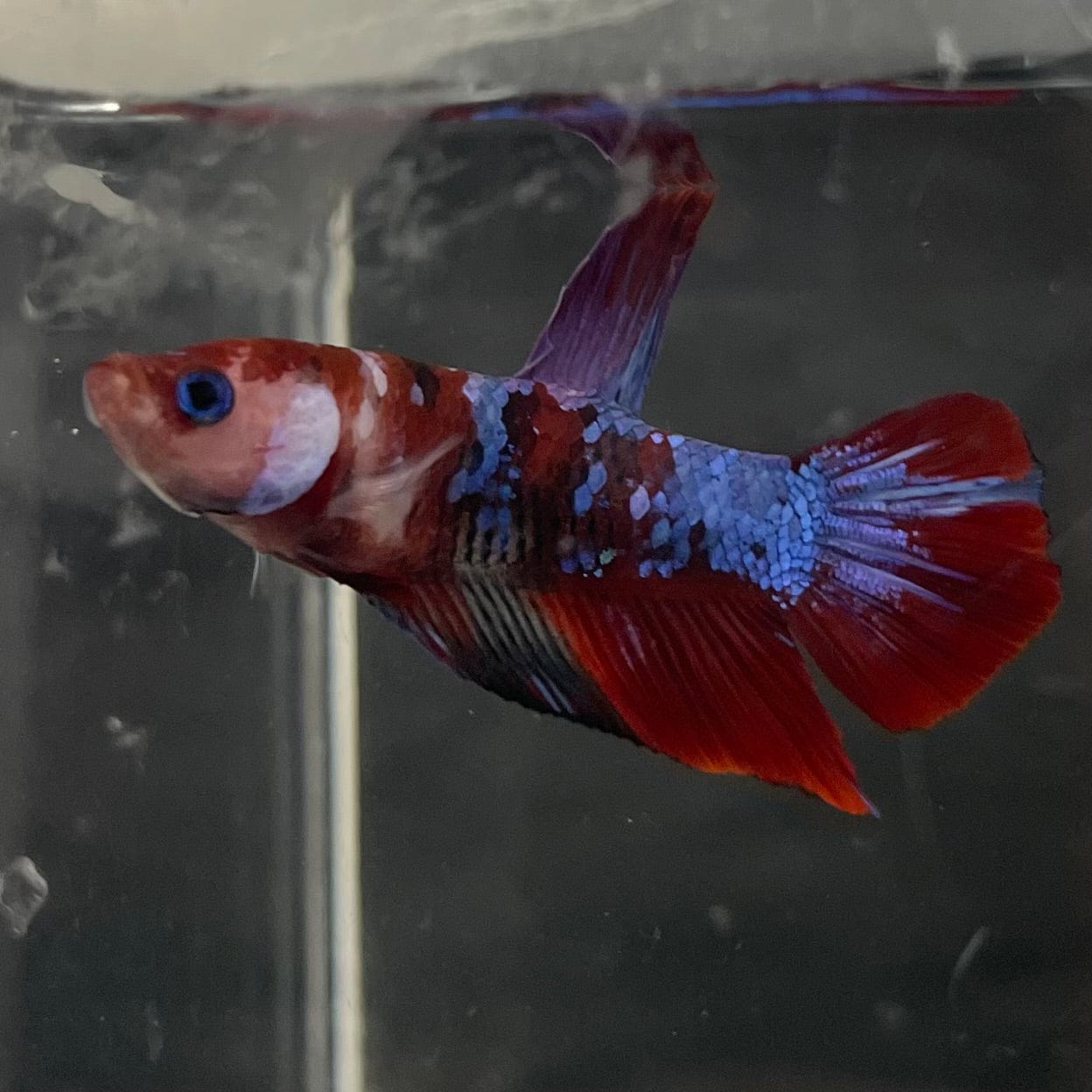 the-fish-farm Premium Male Betta Galaxy Koi Premium Male Betta - One Only - 2 Find a range of Galaxy Koi Male Bettas at The Fish Farm Australia