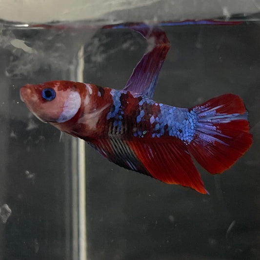 the-fish-farm Premium Male Betta Galaxy Koi Premium Male Betta - One Only - 2 Find a range of Galaxy Koi Male Bettas at The Fish Farm Australia