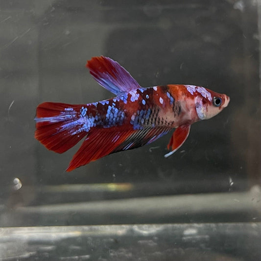 the-fish-farm Premium Male Betta Galaxy Koi Premium Male Betta - One Only - 2 Find a range of Galaxy Koi Male Bettas at The Fish Farm Australia