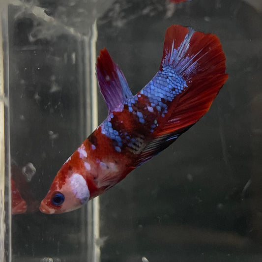 the-fish-farm Premium Male Betta Galaxy Koi Premium Male Betta - One Only - 2 Find a range of Galaxy Koi Male Bettas at The Fish Farm Australia