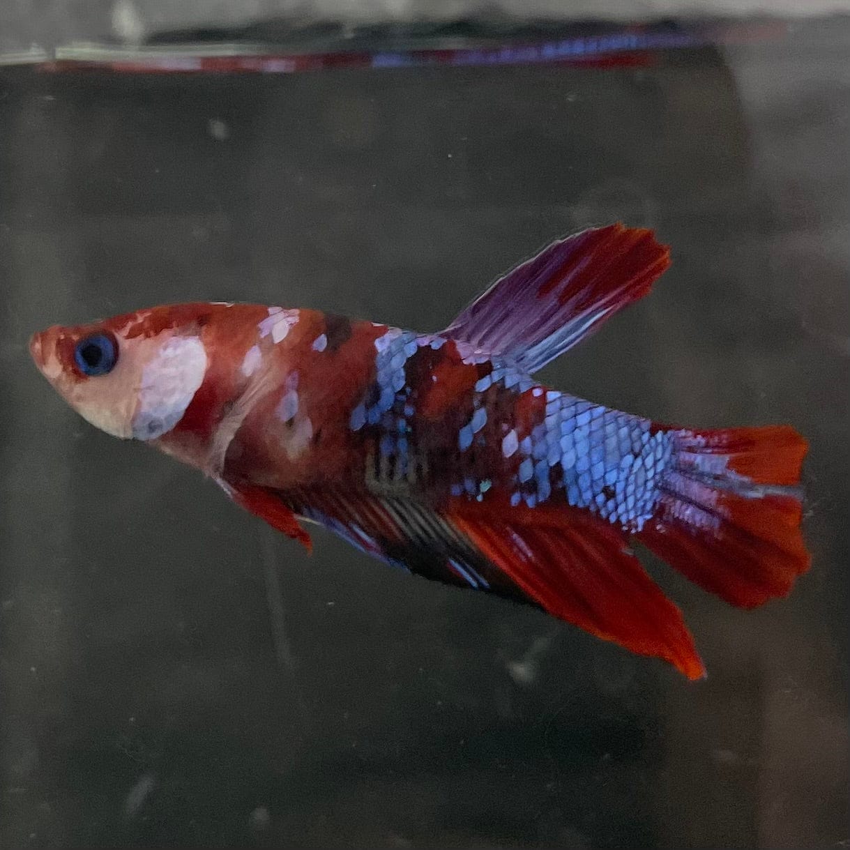 the-fish-farm Premium Male Betta Galaxy Koi Premium Male Betta - One Only - 2 Find a range of Galaxy Koi Male Bettas at The Fish Farm Australia