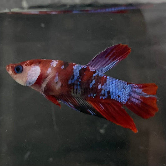 the-fish-farm Premium Male Betta Galaxy Koi Premium Male Betta - One Only - 2 Find a range of Galaxy Koi Male Bettas at The Fish Farm Australia