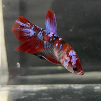 the-fish-farm Premium Male Betta Galaxy Koi Premium Male Betta - One Only - 2 Find a range of Galaxy Koi Male Bettas at The Fish Farm Australia