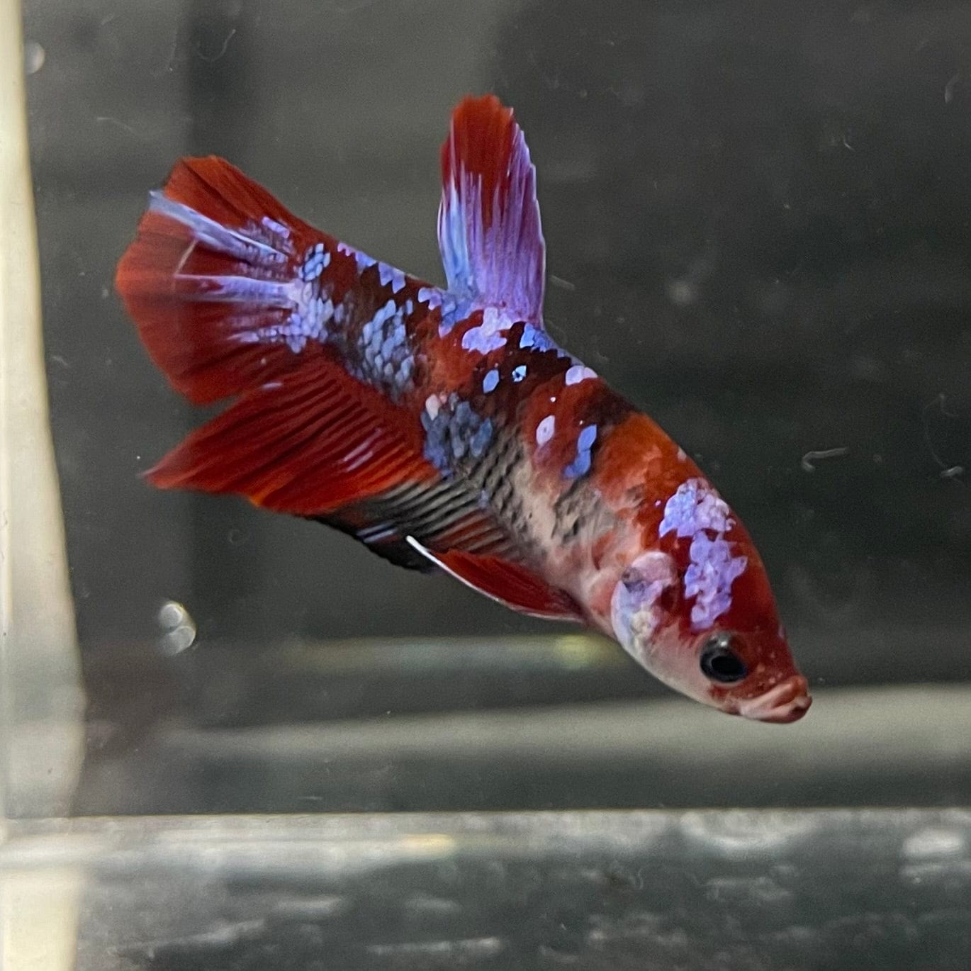the-fish-farm Premium Male Betta Galaxy Koi Premium Male Betta - One Only - 2 Find a range of Galaxy Koi Male Bettas at The Fish Farm Australia