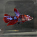 the-fish-farm Premium Male Betta Galaxy Koi Premium Male Betta - One Only - 2 Find a range of Galaxy Koi Male Bettas at The Fish Farm Australia