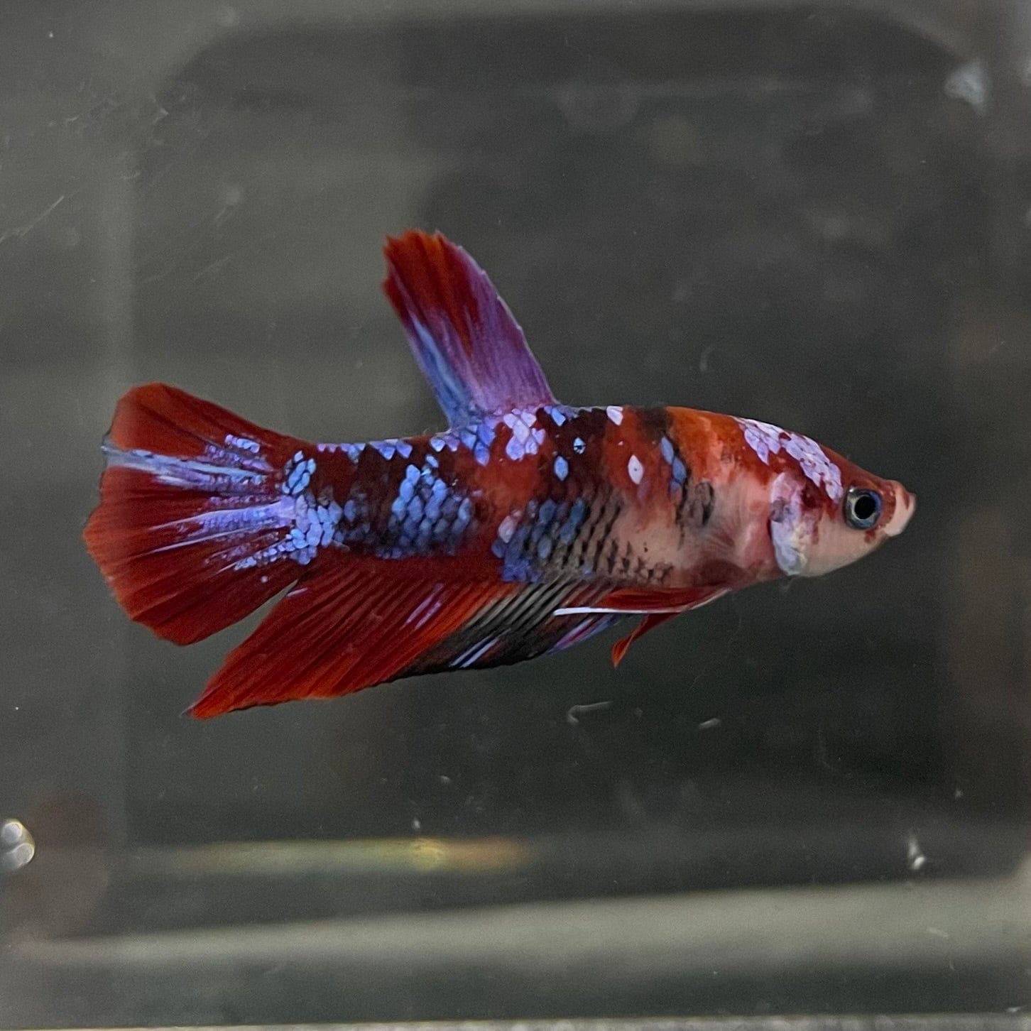 the-fish-farm Premium Male Betta Galaxy Koi Premium Male Betta - One Only - 2 Find a range of Galaxy Koi Male Bettas at The Fish Farm Australia