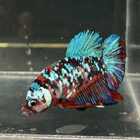 the-fish-farm Premium Male Betta Galaxy Koi Premium Male Betta - One Only - 3 Find a range of Galaxy Koi Male Bettas at The Fish Farm Australia
