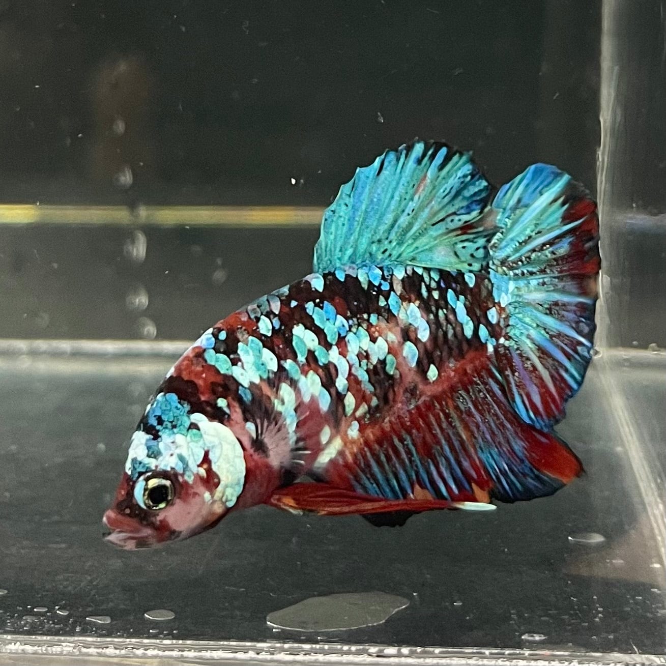 the-fish-farm Premium Male Betta Galaxy Koi Premium Male Betta - One Only - 3 Find a range of Galaxy Koi Male Bettas at The Fish Farm Australia