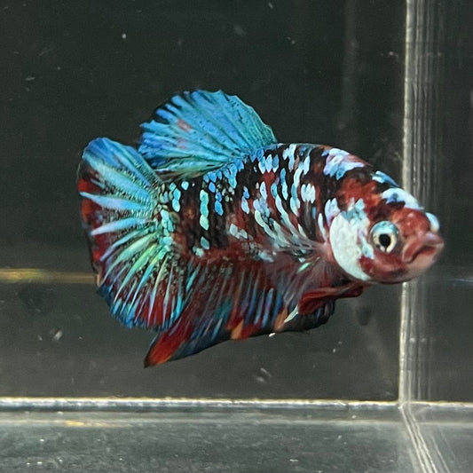the-fish-farm Premium Male Betta Galaxy Koi Premium Male Betta - One Only - 3 Find a range of Galaxy Koi Male Bettas at The Fish Farm Australia
