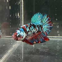 the-fish-farm Premium Male Betta Galaxy Koi Premium Male Betta - One Only - 3 Find a range of Galaxy Koi Male Bettas at The Fish Farm Australia