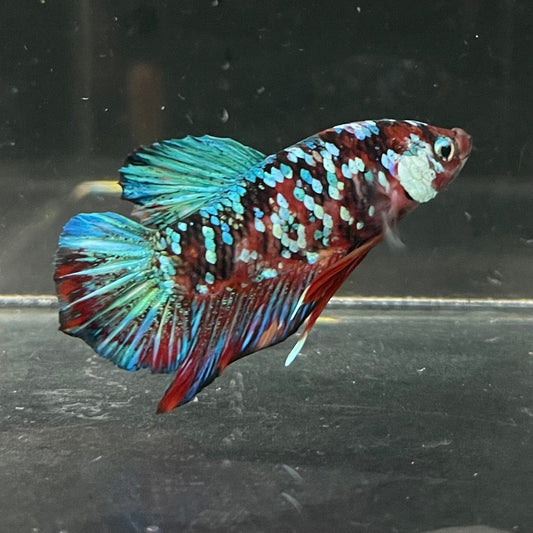 the-fish-farm Premium Male Betta Galaxy Koi Premium Male Betta - One Only - 3 Find a range of Galaxy Koi Male Bettas at The Fish Farm Australia