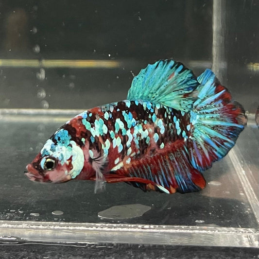 the-fish-farm Premium Male Betta Galaxy Koi Premium Male Betta - One Only - 3 Find a range of Galaxy Koi Male Bettas at The Fish Farm Australia