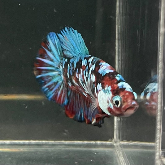 the-fish-farm Premium Male Betta Galaxy Koi Premium Male Betta - One Only - 3 Find a range of Galaxy Koi Male Bettas at The Fish Farm Australia