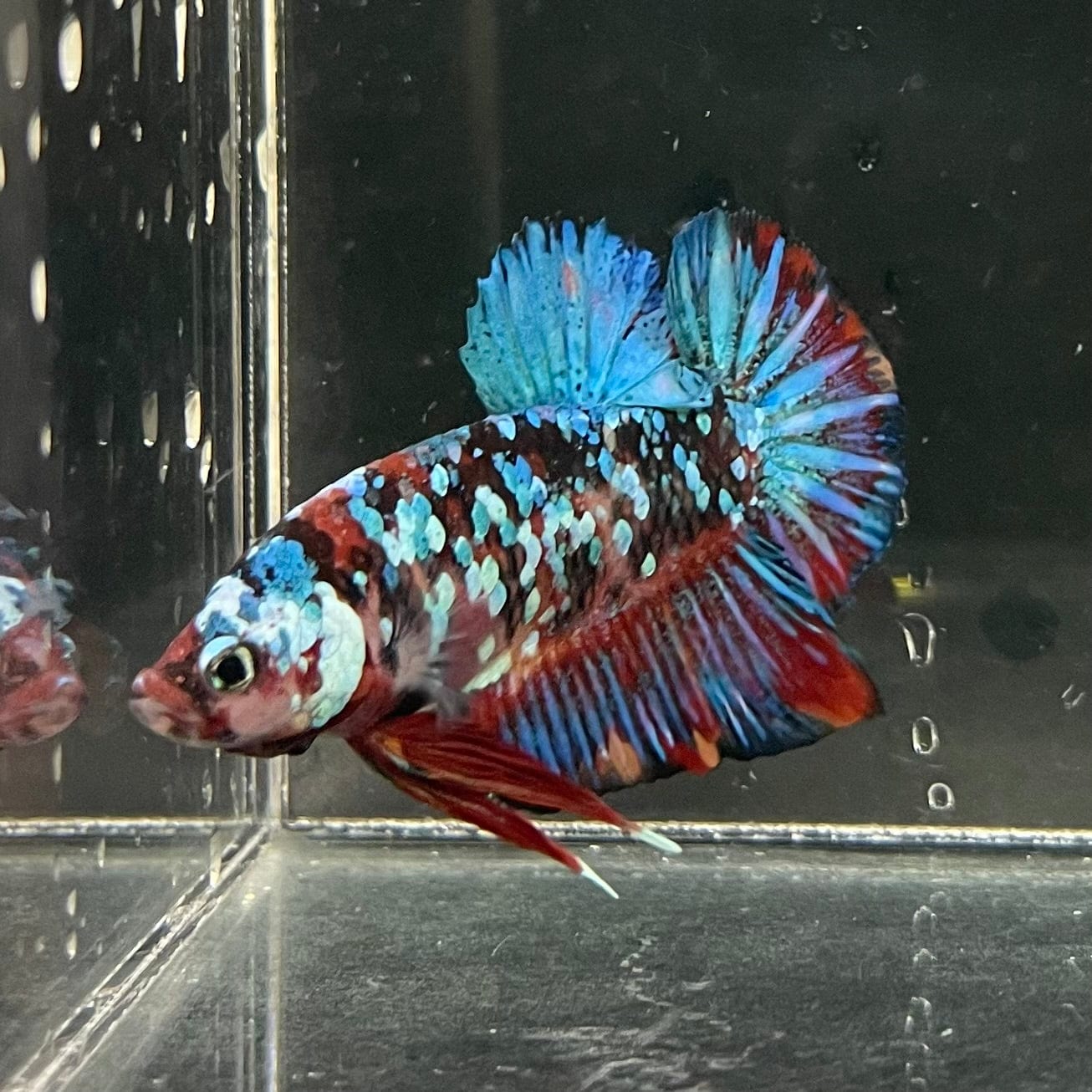 the-fish-farm Premium Male Betta Galaxy Koi Premium Male Betta - One Only - 3 Find a range of Galaxy Koi Male Bettas at The Fish Farm Australia