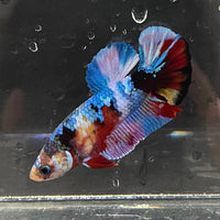 the-fish-farm Premium Male Betta Galaxy Koi Premium Male Betta - One Only - 3 Find a range of Galaxy Koi Male Bettas at The Fish Farm Australia
