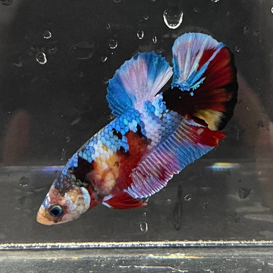 the-fish-farm Premium Male Betta Galaxy Koi Premium Male Betta - One Only - 3 Find a range of Galaxy Koi Male Bettas at The Fish Farm Australia