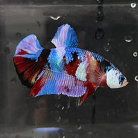 the-fish-farm Premium Male Betta Galaxy Koi Premium Male Betta - One Only - 3 Find a range of Galaxy Koi Male Bettas at The Fish Farm Australia