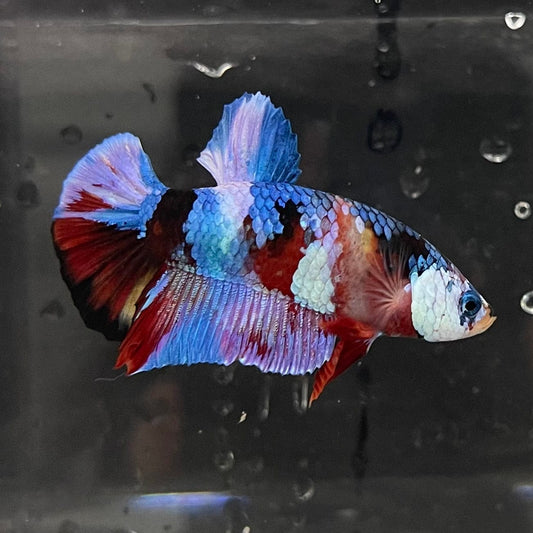 the-fish-farm Premium Male Betta Galaxy Koi Premium Male Betta - One Only - 3 Find a range of Galaxy Koi Male Bettas at The Fish Farm Australia