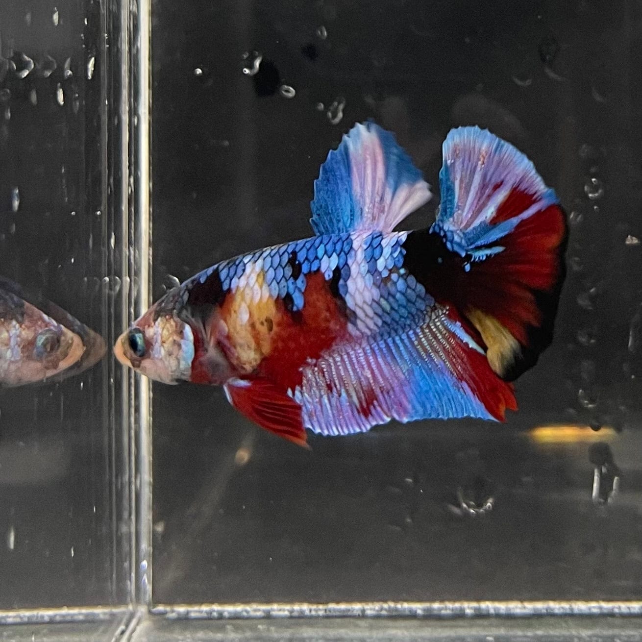 the-fish-farm Premium Male Betta Galaxy Koi Premium Male Betta - One Only - 3 Find a range of Galaxy Koi Male Bettas at The Fish Farm Australia