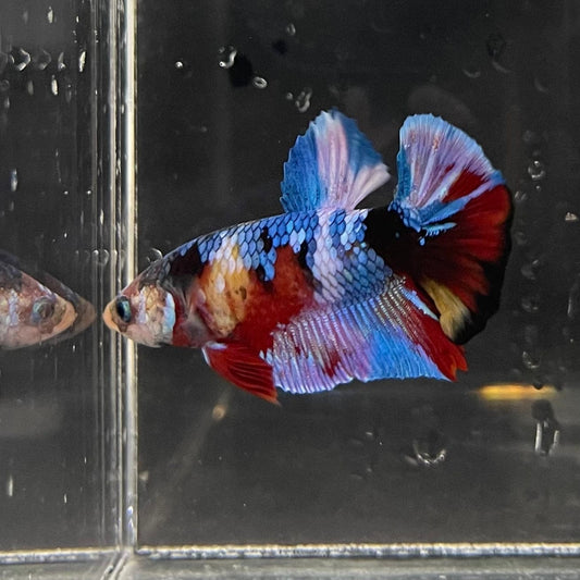 the-fish-farm Premium Male Betta Galaxy Koi Premium Male Betta - One Only - 3 Find a range of Galaxy Koi Male Bettas at The Fish Farm Australia