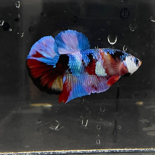 the-fish-farm Premium Male Betta Galaxy Koi Premium Male Betta - One Only - 3 Find a range of Galaxy Koi Male Bettas at The Fish Farm Australia