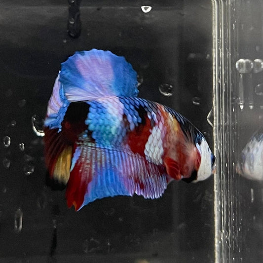 the-fish-farm Premium Male Betta Galaxy Koi Premium Male Betta - One Only - 3 Find a range of Galaxy Koi Male Bettas at The Fish Farm Australia