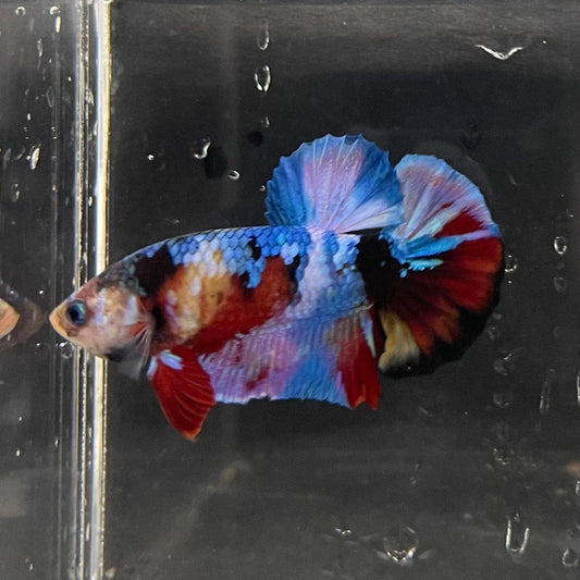 the-fish-farm Premium Male Betta Galaxy Koi Premium Male Betta - One Only - 3 Find a range of Galaxy Koi Male Bettas at The Fish Farm Australia