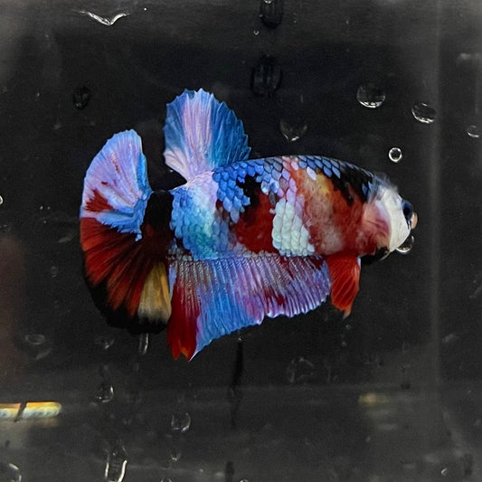 the-fish-farm Premium Male Betta Galaxy Koi Premium Male Betta - One Only - 3 Find a range of Galaxy Koi Male Bettas at The Fish Farm Australia