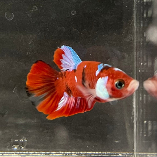 the-fish-farm Premium Male Betta Galaxy Koi Premium Male Betta - One Only - 3 Find a range of Galaxy Koi Male Bettas at The Fish Farm Australia