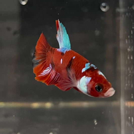 the-fish-farm Premium Male Betta Galaxy Koi Premium Male Betta - One Only - 3 Find a range of Galaxy Koi Male Bettas at The Fish Farm Australia