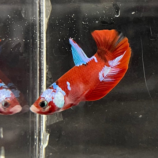 the-fish-farm Premium Male Betta Galaxy Koi Premium Male Betta - One Only - 3 Find a range of Galaxy Koi Male Bettas at The Fish Farm Australia