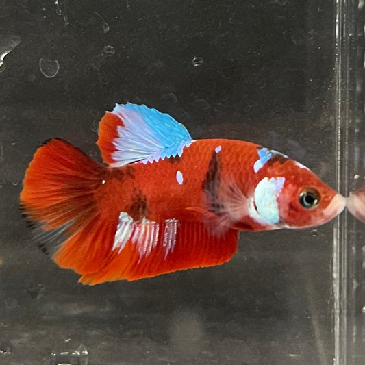 the-fish-farm Premium Male Betta Galaxy Koi Premium Male Betta - One Only - 3 Find a range of Galaxy Koi Male Bettas at The Fish Farm Australia