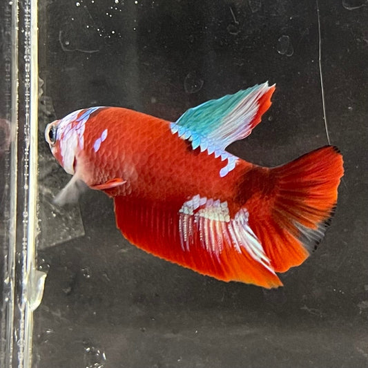 the-fish-farm Premium Male Betta Galaxy Koi Premium Male Betta - One Only - 3 Find a range of Galaxy Koi Male Bettas at The Fish Farm Australia