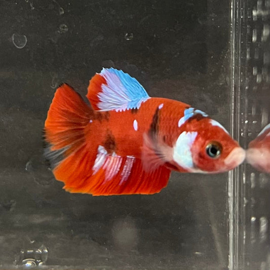 the-fish-farm Premium Male Betta Galaxy Koi Premium Male Betta - One Only - 3 Find a range of Galaxy Koi Male Bettas at The Fish Farm Australia