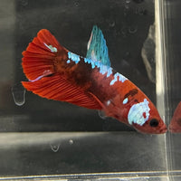 the-fish-farm Premium Male Betta Galaxy Koi Premium Male Betta - One Only - 3 Find a range of Galaxy Koi Male Bettas at The Fish Farm Australia