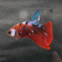 the-fish-farm Premium Male Betta Galaxy Koi Premium Male Betta - One Only - 3 Find a range of Galaxy Koi Male Bettas at The Fish Farm Australia
