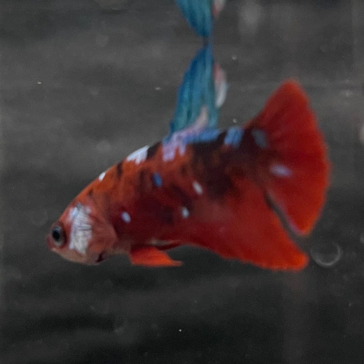 the-fish-farm Premium Male Betta Galaxy Koi Premium Male Betta - One Only - 3 Find a range of Galaxy Koi Male Bettas at The Fish Farm Australia
