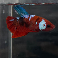 the-fish-farm Premium Male Betta Galaxy Koi Premium Male Betta - One Only - 3 Find a range of Galaxy Koi Male Bettas at The Fish Farm Australia